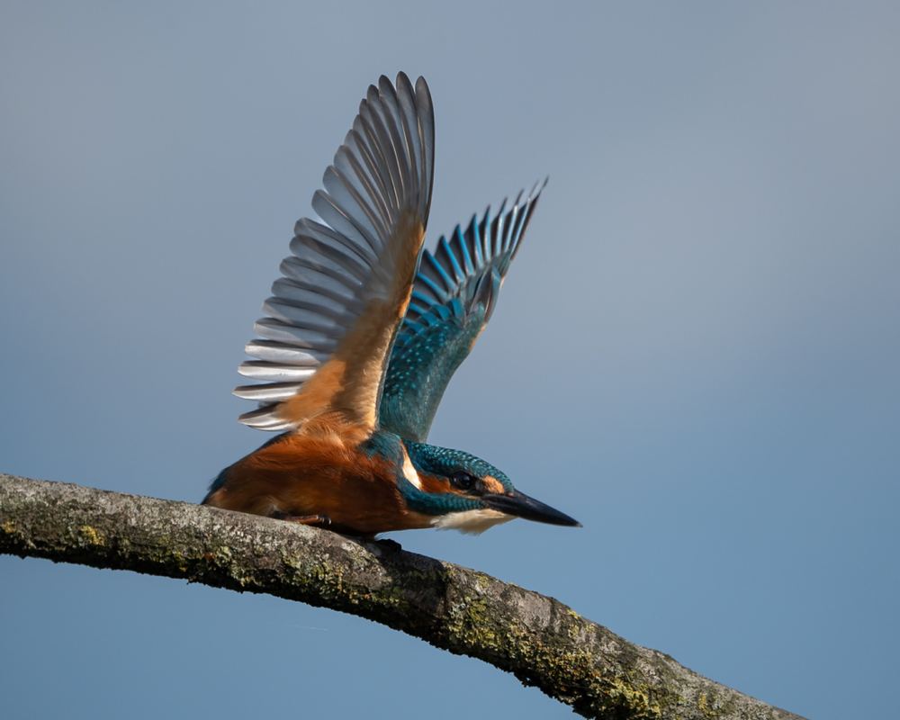 Common Kingfisher photographed by Dragos Varnav