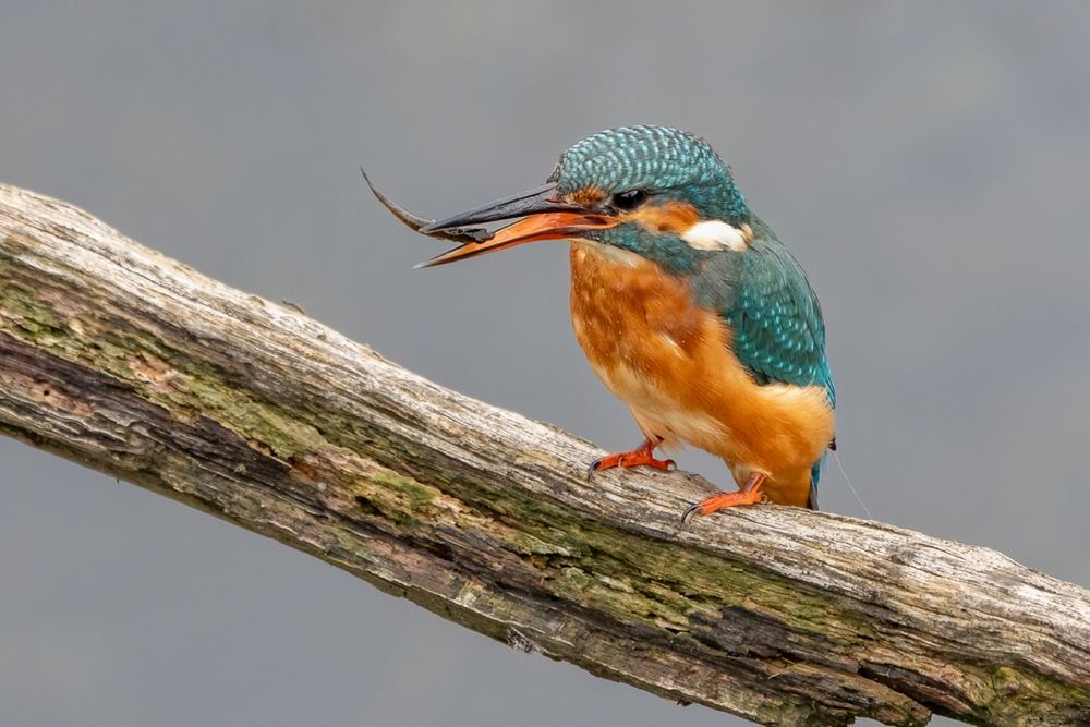 Common Kingfisher photographed by Dragos Varnav