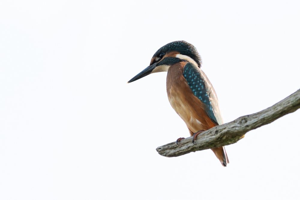 Common Kingfisher photographed by Dragos Varnav