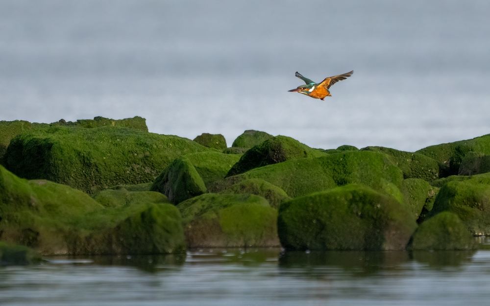 Common Kingfisher photographed by Dragos Varnav