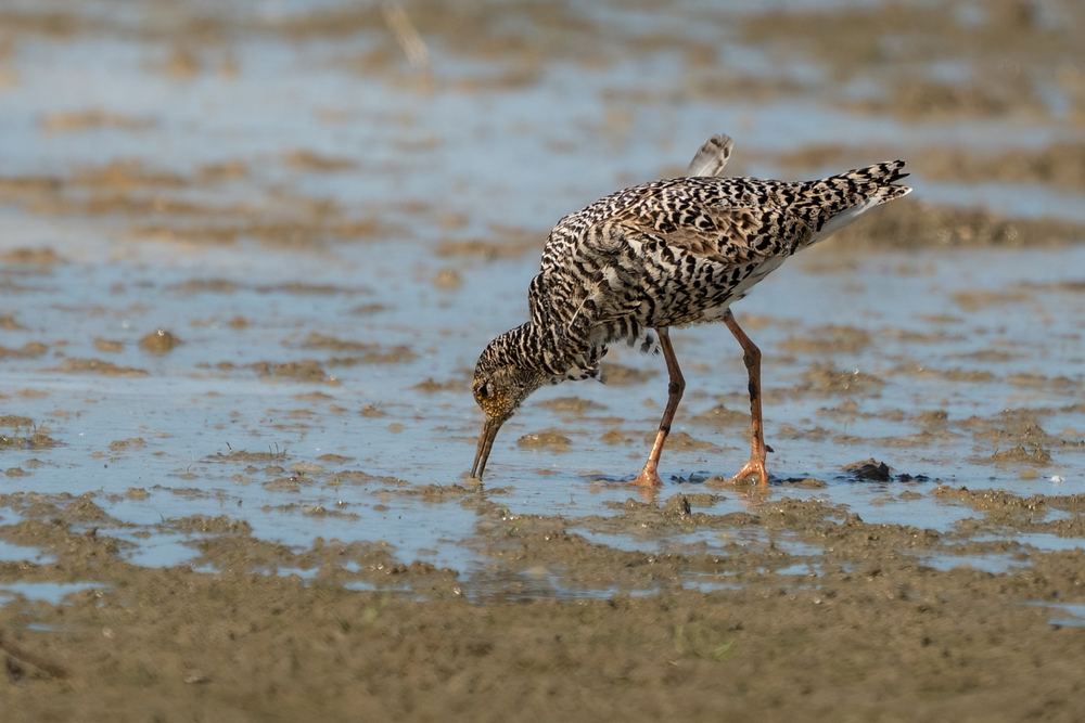 Ruff photographed by Dragos Varnav