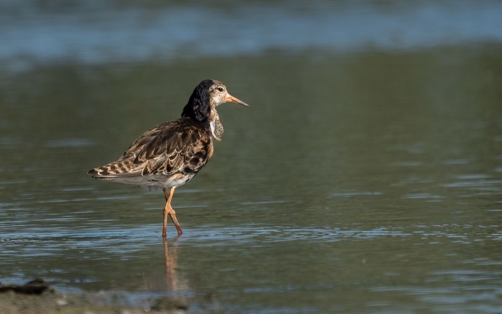 Ruff photographed by Dragos Varnav