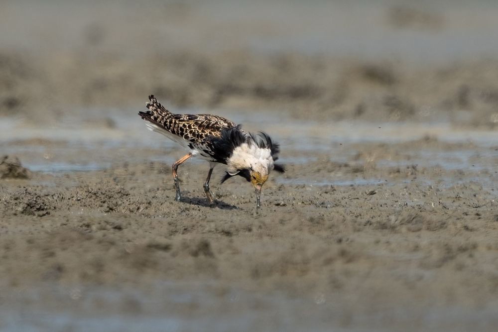 Ruff photographed in the Netherlands
