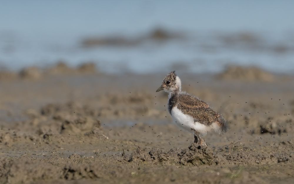 Northern Lapwing photographed by Dragos Varnav