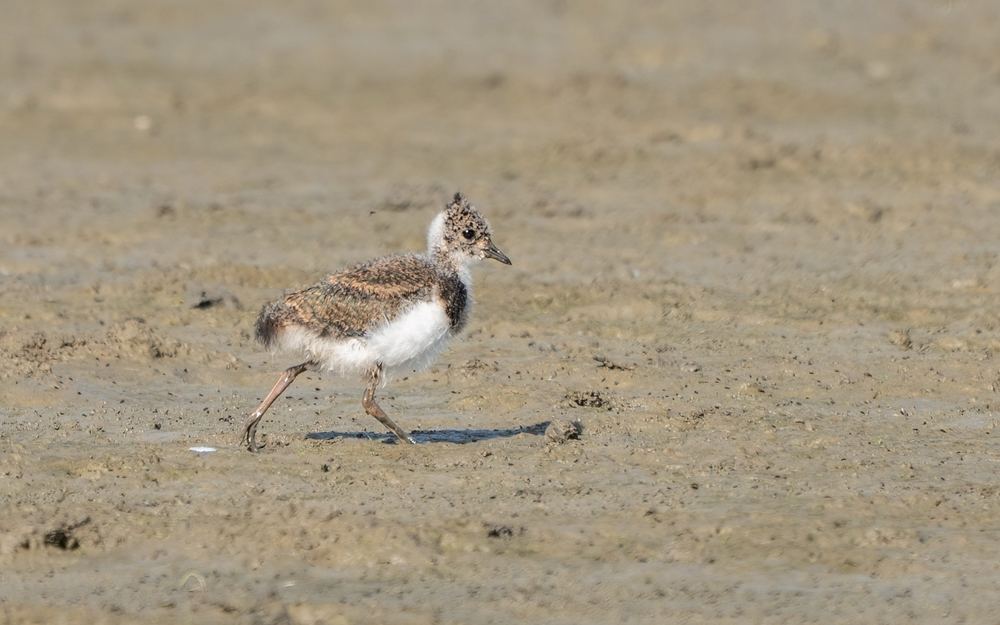Northern Lapwing photographed by Dragos Varnav