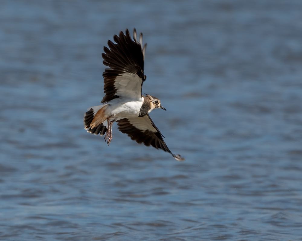 Northern Lapwing photographed by Dragos Varnav