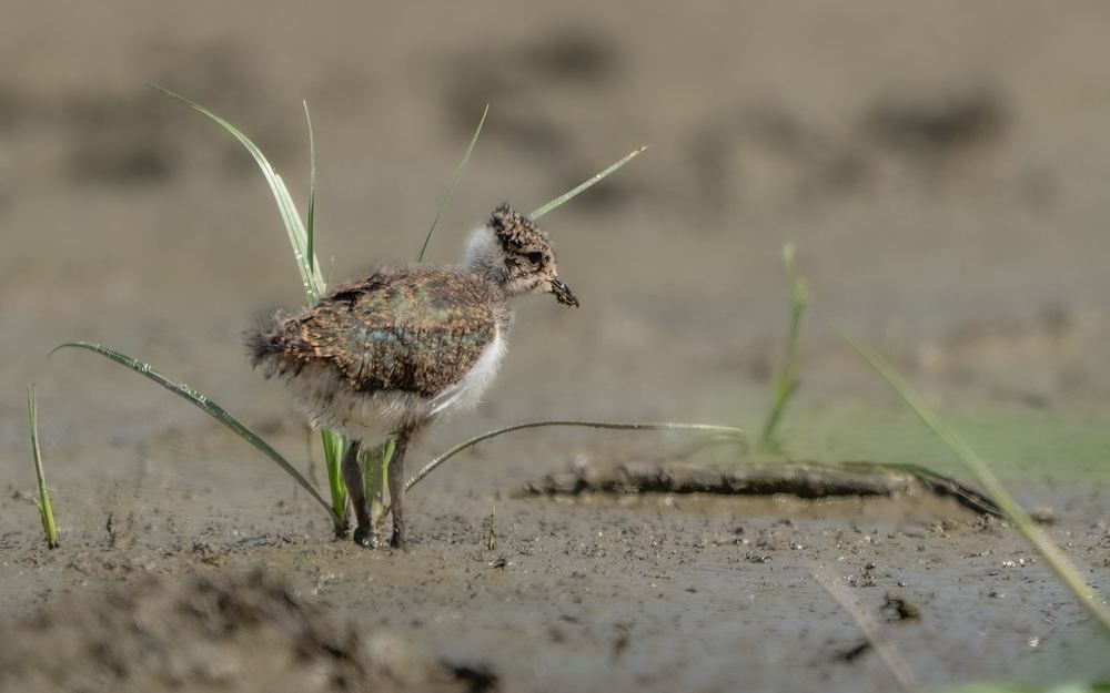 Northern Lapwing photographed by Dragos Varnav