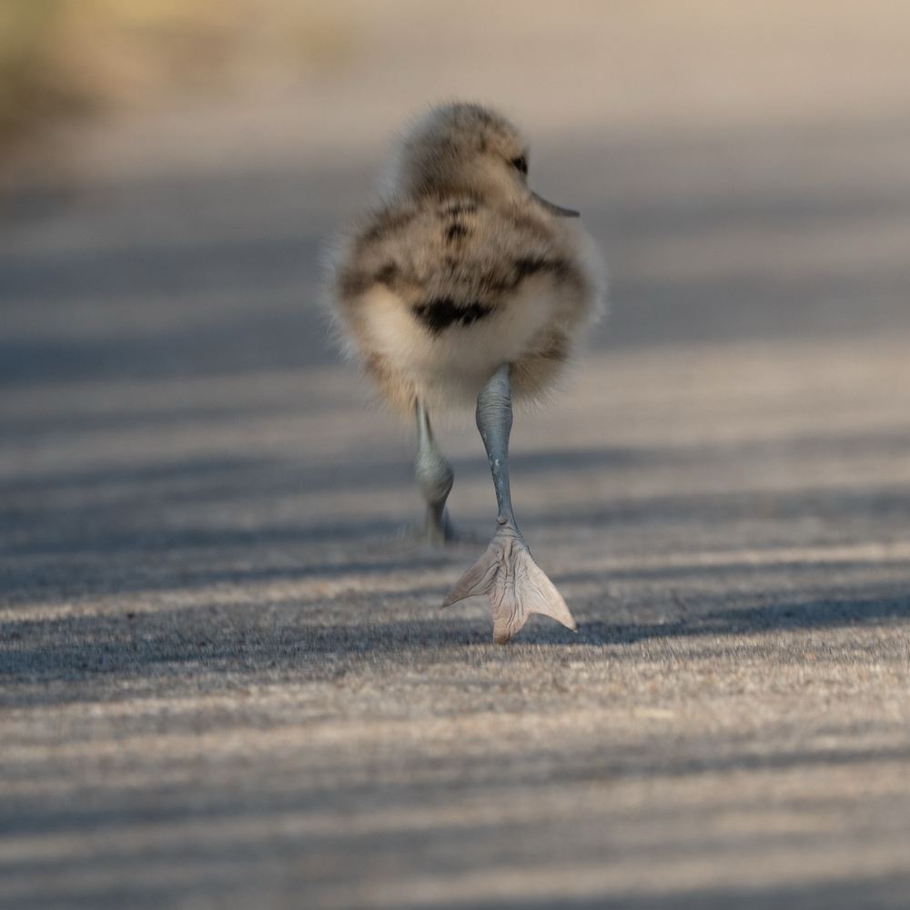 Pied Avocet photographed by Dragos Varnav