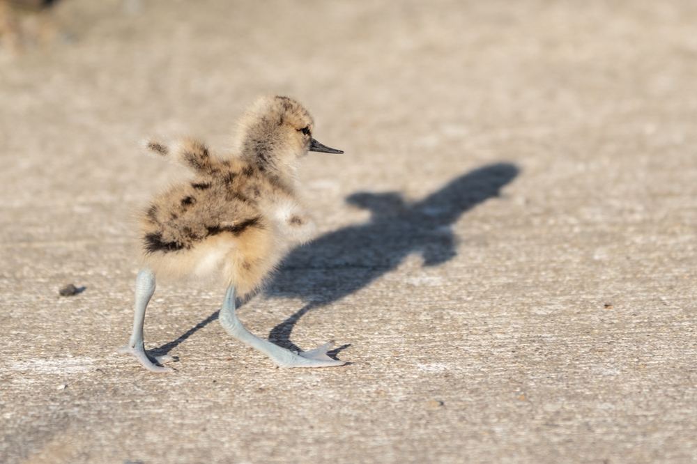 Pied Avocet photographed by Dragos Varnav