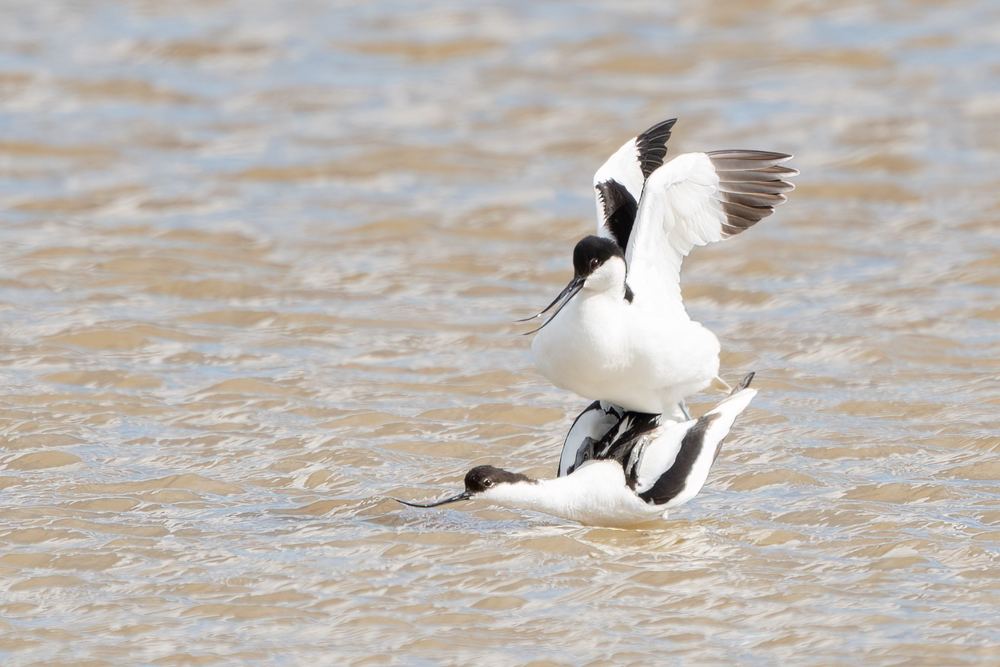 Pied Avocet photographed by Dragos Varnav