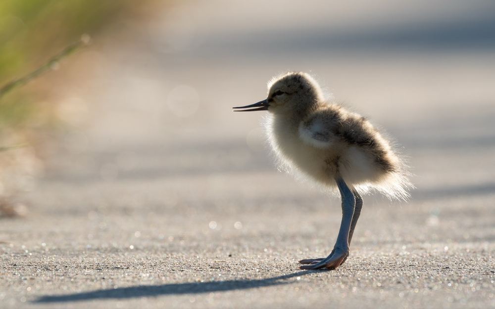 Pied Avocet, photographed in the Netherlands