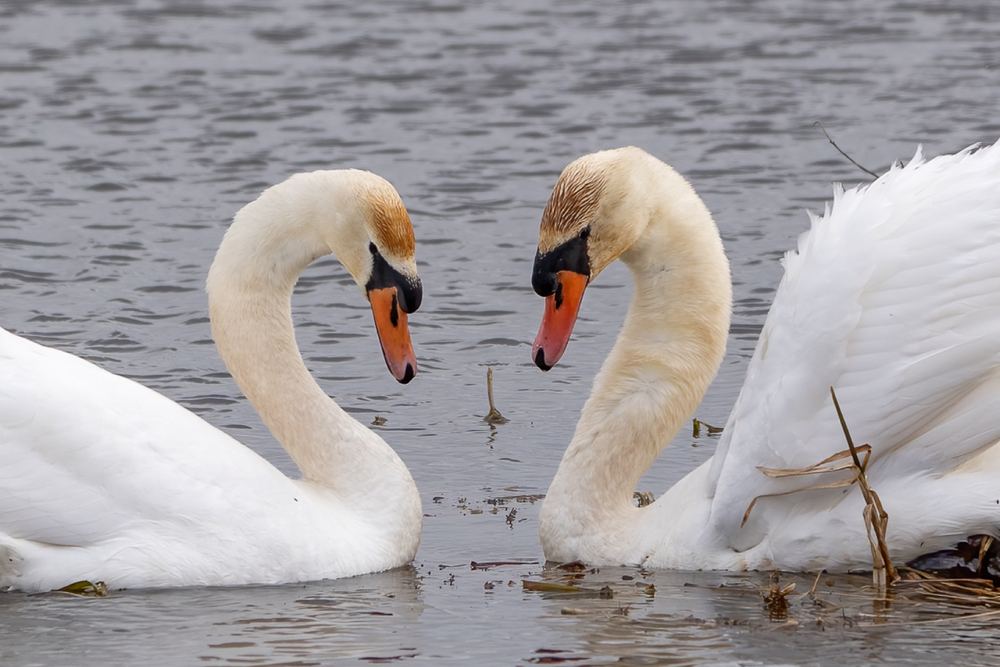 Mute Swan photographed by Dragos Varnav