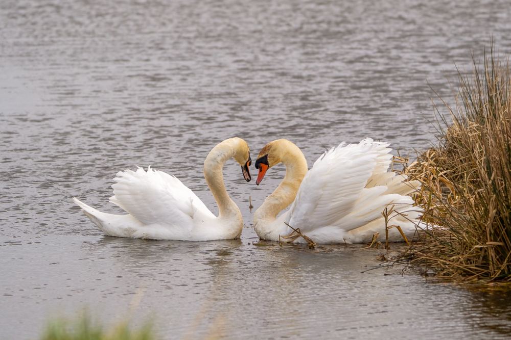 Mute Swan, photographed in the Netherlands