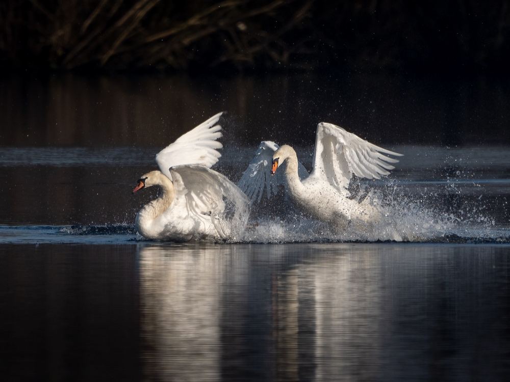 Mute Swan photographed by Dragos Varnav