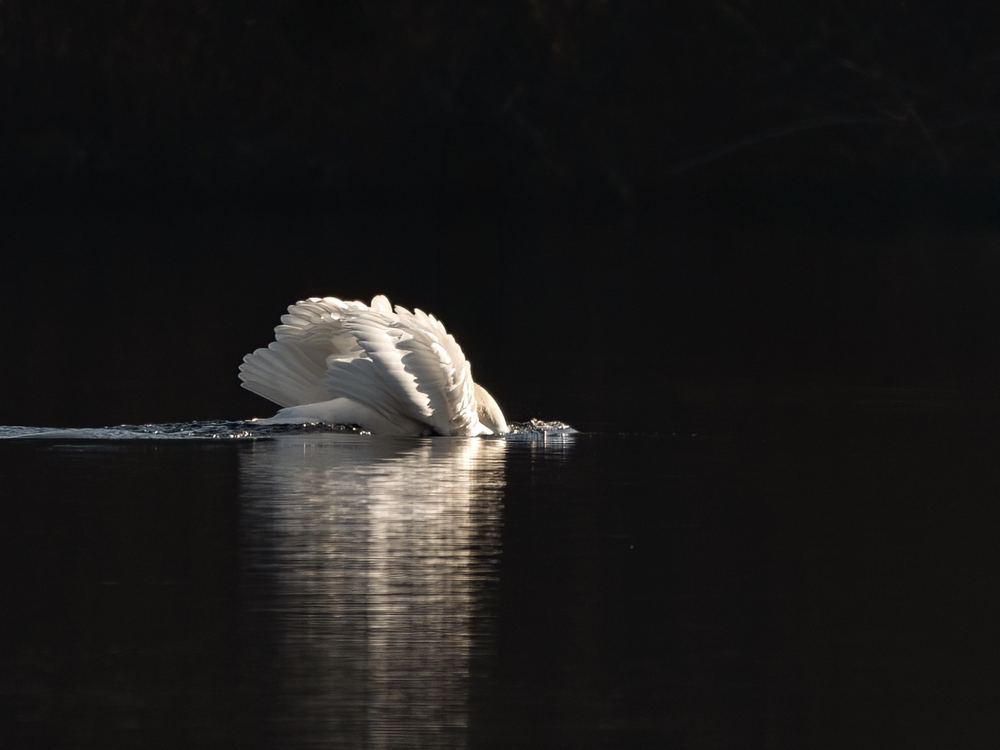 Mute Swan photographed by Dragos Varnav
