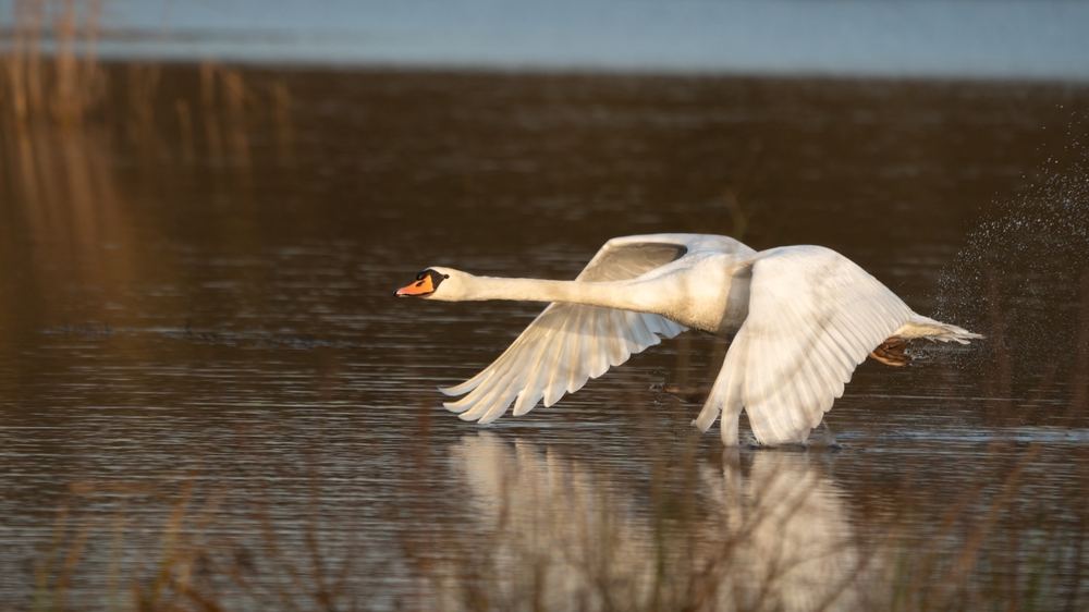 Mute Swan photographed by Dragos Varnav
