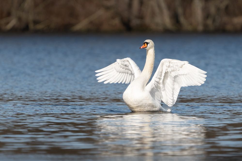 Mute Swan photographed by Dragos Varnav
