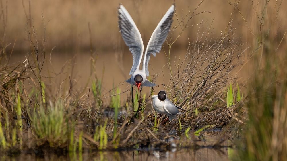 Black-headed Gull photographed by Dragos Varnav