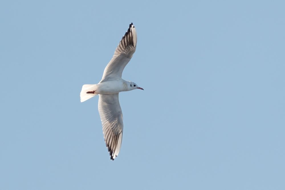 Black-headed Gull photographed by Dragos Varnav