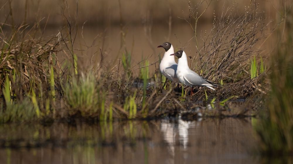 Black-headed Gull photographed by Dragos Varnav