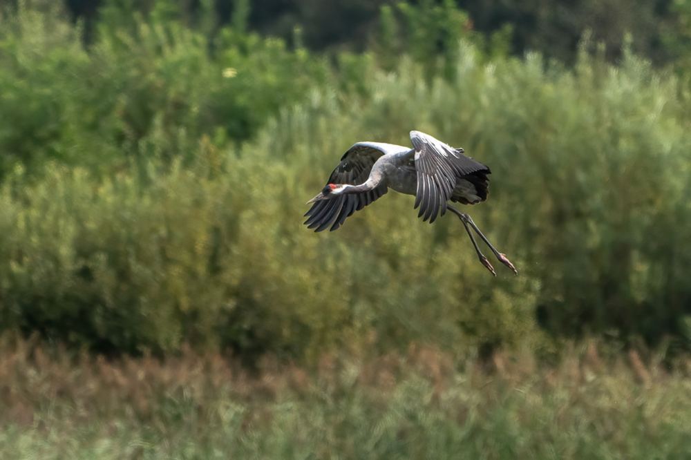 Common Crane photographed by Dragos Varnav