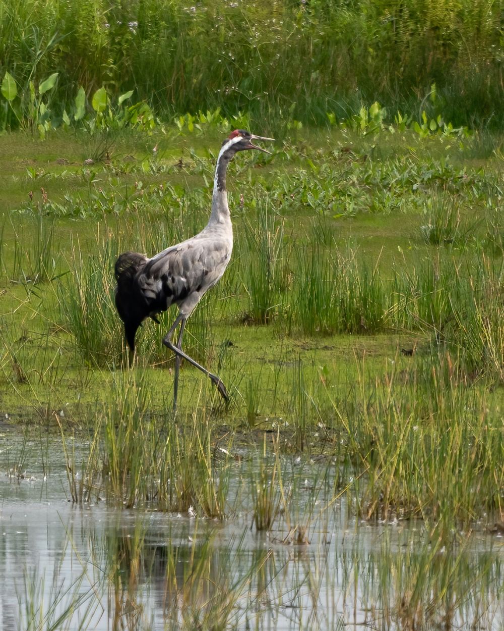 Common Crane photographed by Dragos Varnav