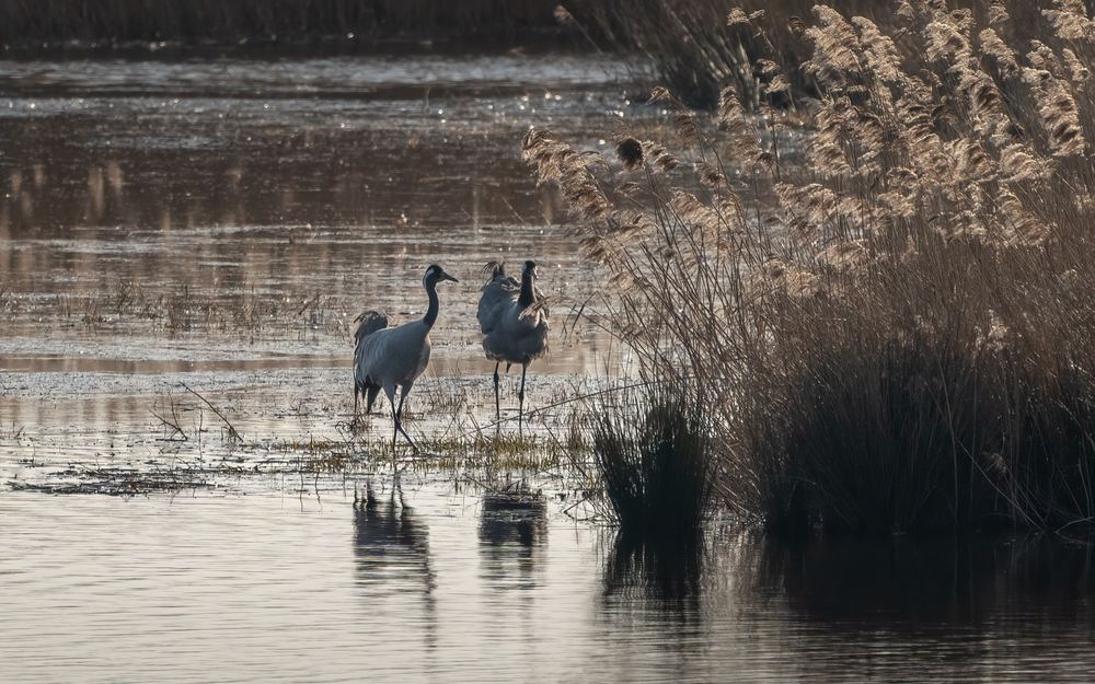 Common Crane photographed by Dragos Varnav