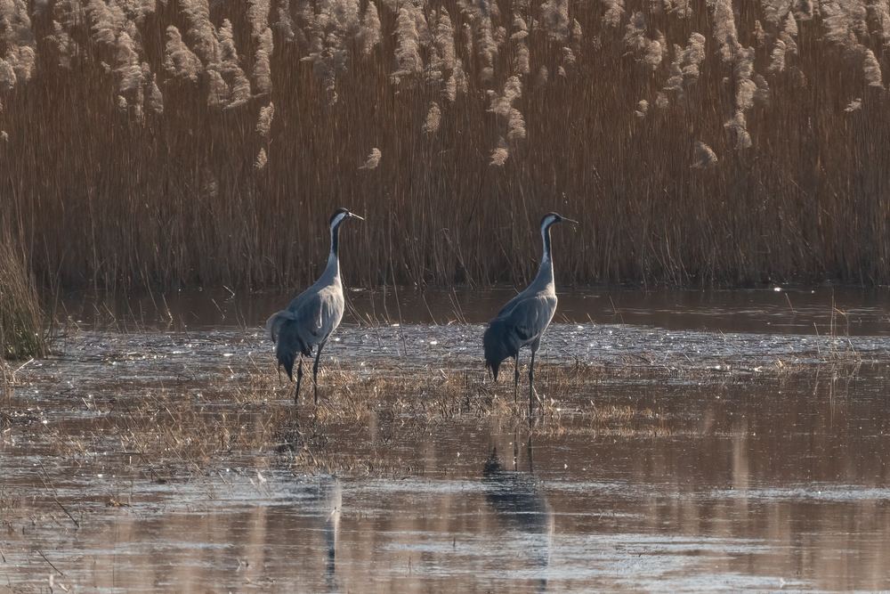 Common Crane photographed by Dragos Varnav