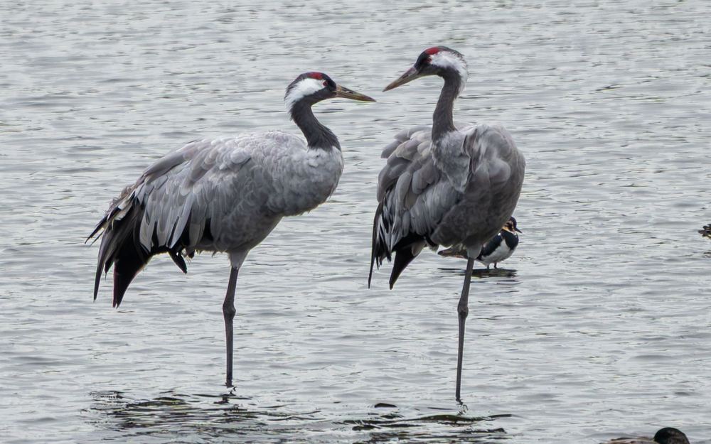 Common Crane, photographed in the Netherlands