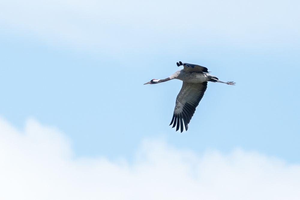 Common Crane photographed by Dragos Varnav