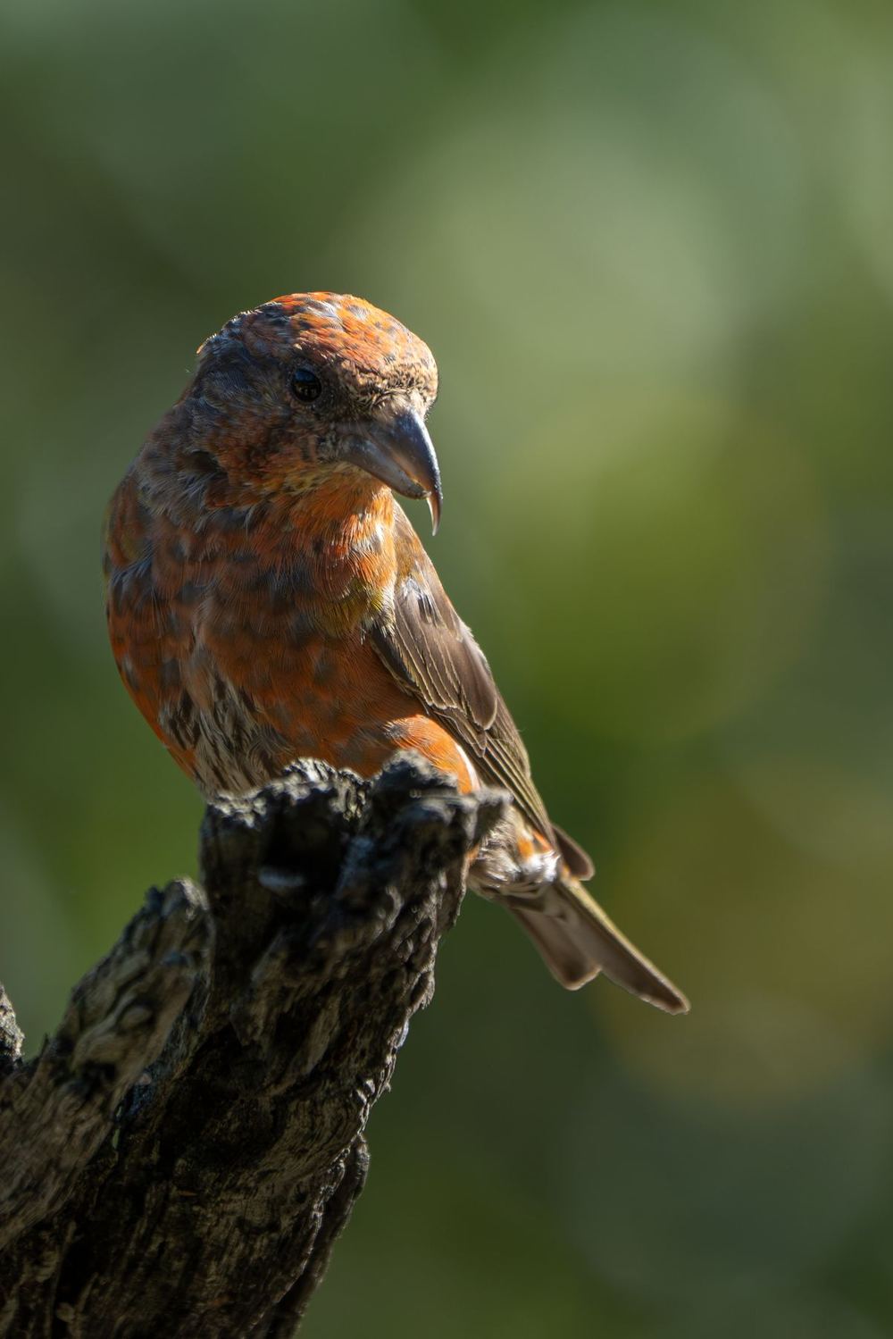 Red Crossbill photographed by Dragos Varnav