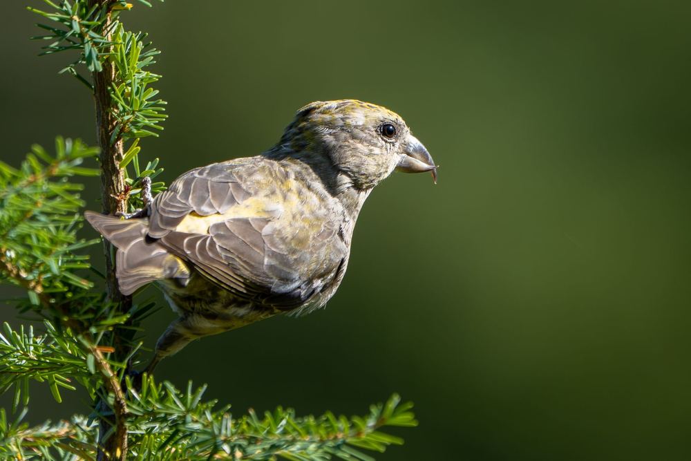 Red Crossbill photographed by Dragos Varnav