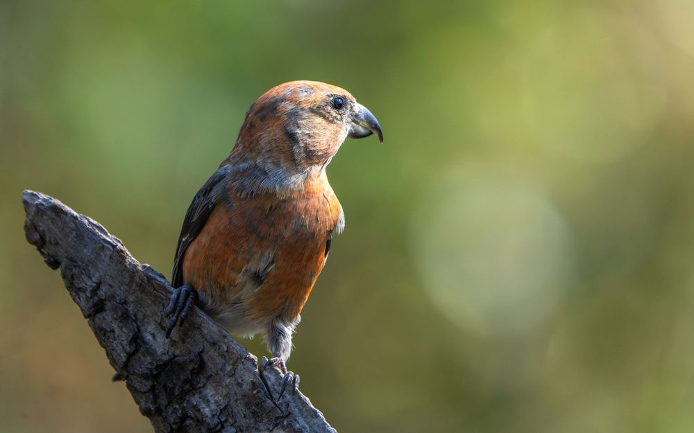Red Crossbill photographed by Dragos Varnav