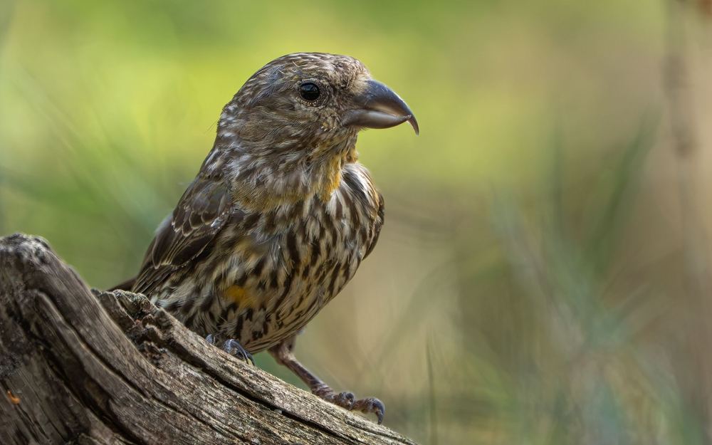 Red Crossbill photographed by Dragos Varnav