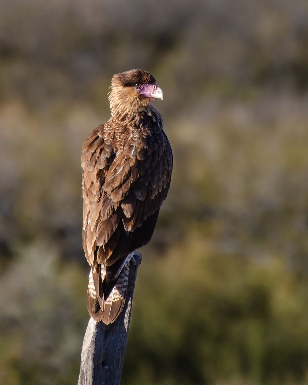 Crested Caracara photographed by Dragos Varnav
