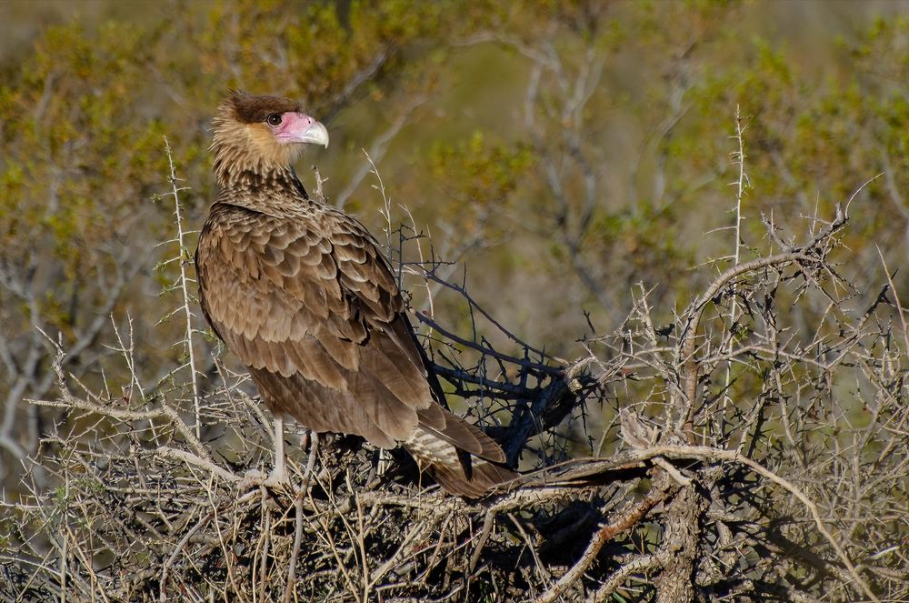 Crested Caracara, photographed in Argentina