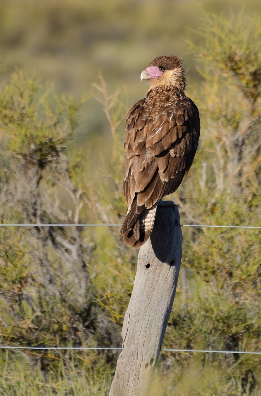 Crested Caracara photographed by Dragos Varnav