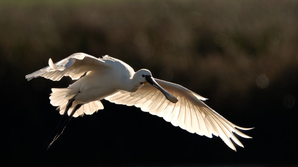 Eurasian Spoonbill photographed by Dragos Varnav