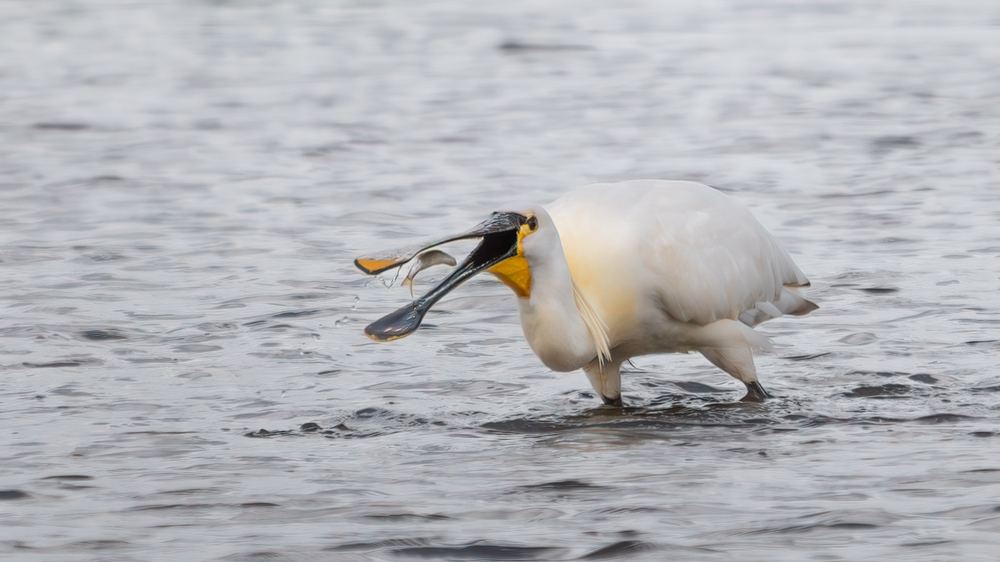 Eurasian Spoonbill photographed by Dragos Varnav
