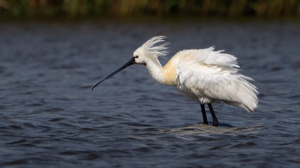 Eurasian Spoonbill