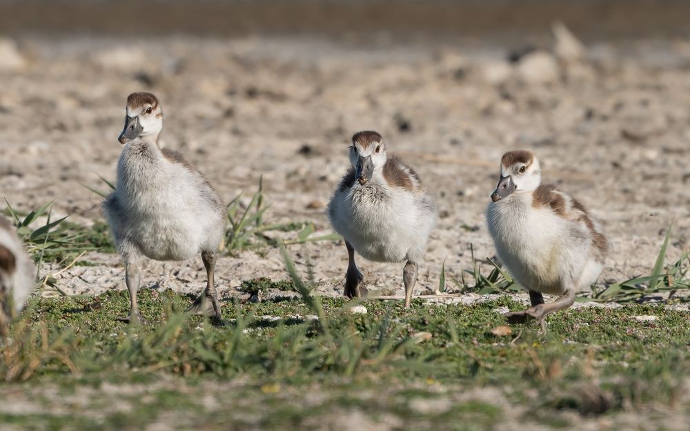 Egyptian Goose photographed by Dragos Varnav