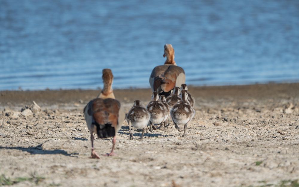 Egyptian Goose, photographed in the Netherlands