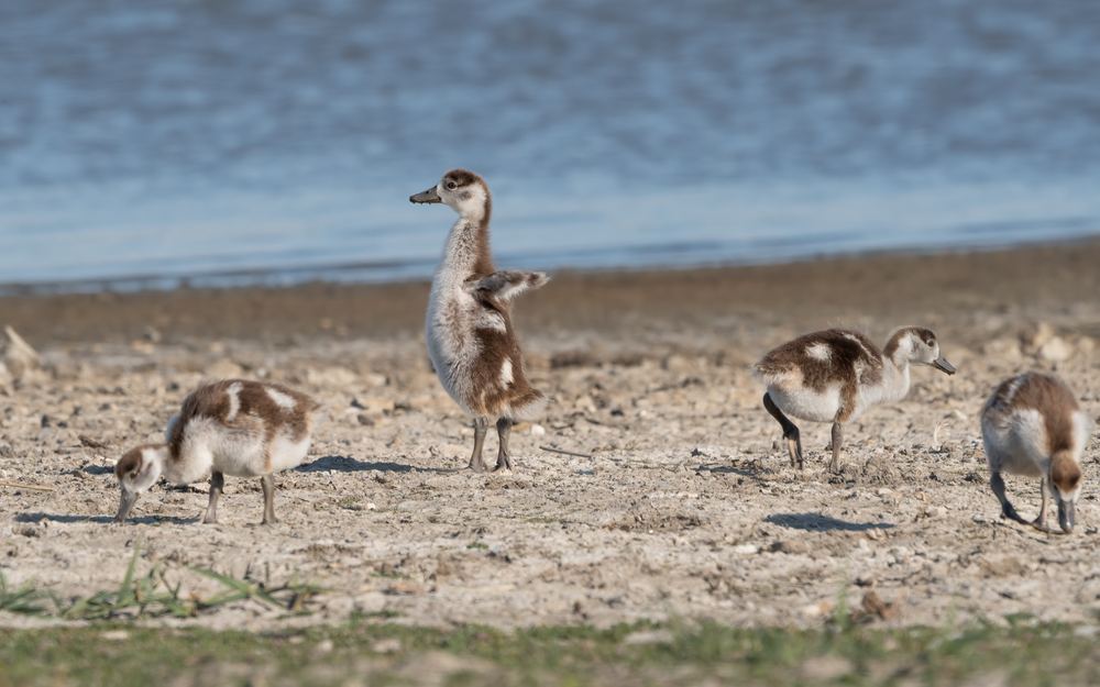 Egyptian Goose photographed by Dragos Varnav