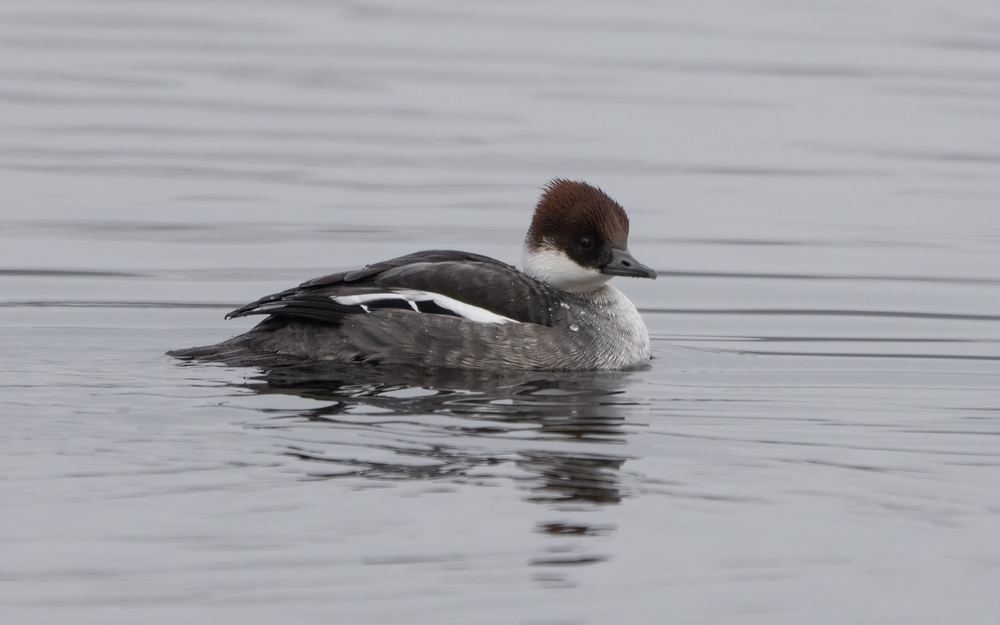 Smew photographed by Dragos Varnav
