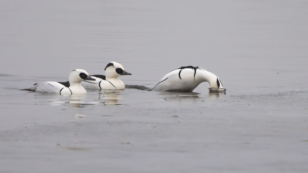 Smew photographed by Dragos Varnav