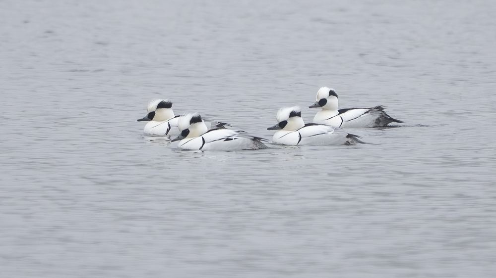 Smew photographed by Dragos Varnav