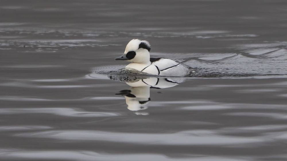 Smew, photographed in the Netherlands