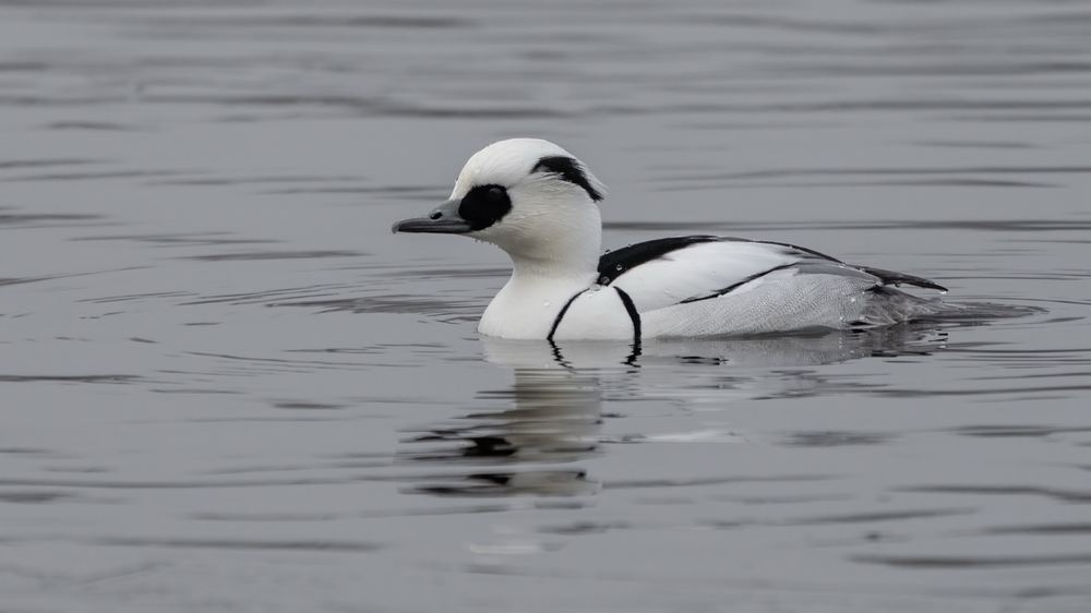 Smew photographed by Dragos Varnav