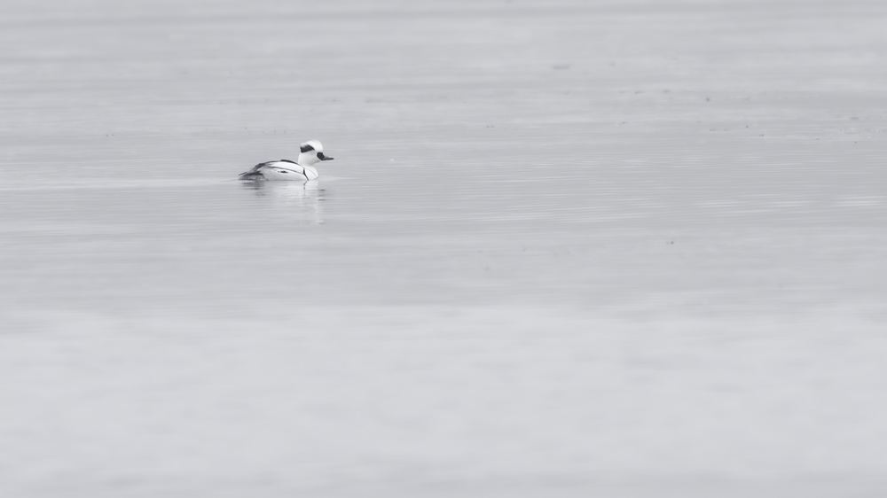 Smew photographed by Dragos Varnav