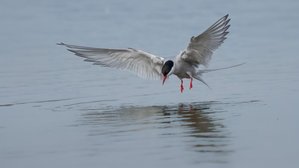 Arctic Tern photographed by Dragos Varnav